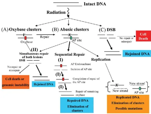 Figure 11 : Modèle de réparation des clusters de dommages de l’ADN bicaténaires et   des DSB fondé sur les connaissances actuelles (Georgakilas, 2008)