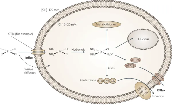 Figure 21 : Résistance tumorale au cisplatine et carboplatine induite par une   moindre quantité d’agent platiné atteignant l’ADN (Kelland, 2007)