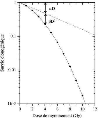 Figure 41 : Illustration d’une courbe de survie cellulaire ajustée avec le modèle linéaire quadratique