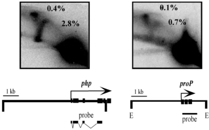 Figure 4. Slow elongation of php replicon. (A) DNA fragments extracted at various time points of S phase were denatured and submitted to an alkaline agarose gel electrophoresis