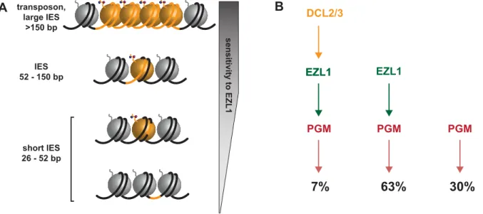 Figure 7. Model for the action of the histone methyltransferase Ezl1 in programmed genome rearrangements and schematic representation of partially overlapping pathways involved in IES excision