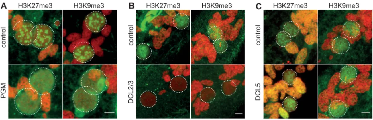 Figure 2. Depletion of the Pgm endonuclease and of the Dicer-Like 2 and 3 proteins alter H3K27me3 and H3K9 me3 localization.