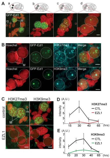 Figure 4. EZL1 is required for H3K27me3 and H3K9me3 in the developing somatic MAC. A. GFP-EZL1 localization in the developing new somatic MAC