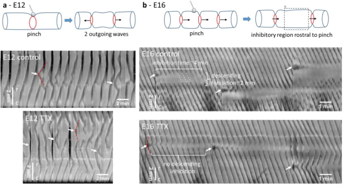 Figure  5.  Response  to  local  mechanical  stimulation  of  duodenum  at  stage  E12  (a)  and  E16  (b)