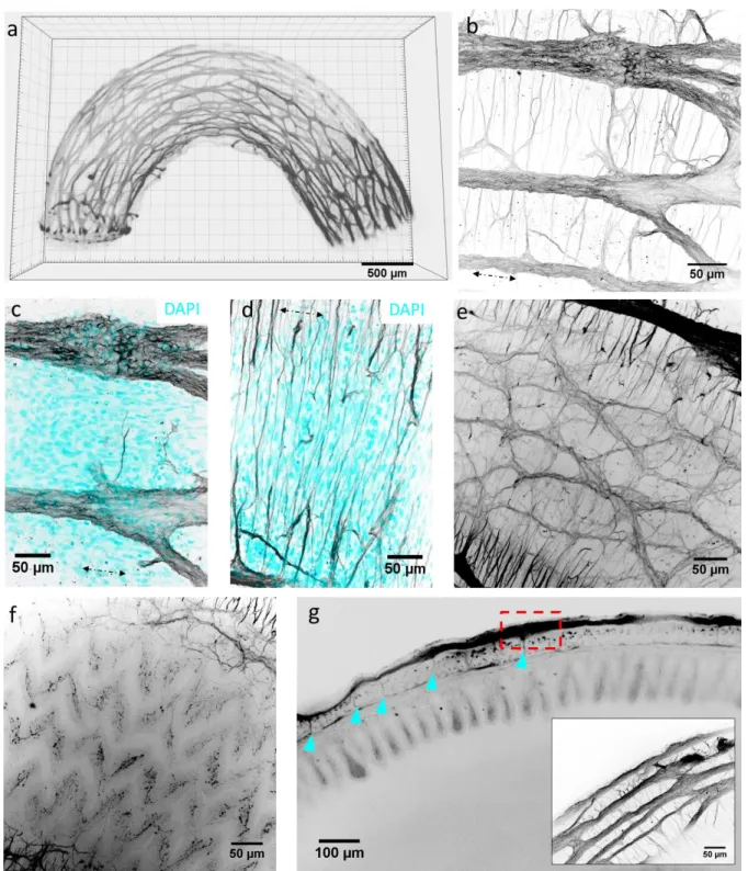 Figure 6. Enteric nervous system of E16 chicken duodenum revealed by confocal imaging of Tuj (βIII-tubulin) whole-mount 