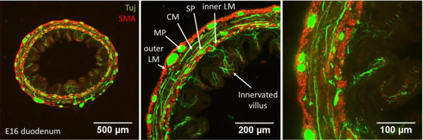 Figure  7:  Enteric  nervous  in  relation  to  smooth  musculature  in  2D  transverse  section