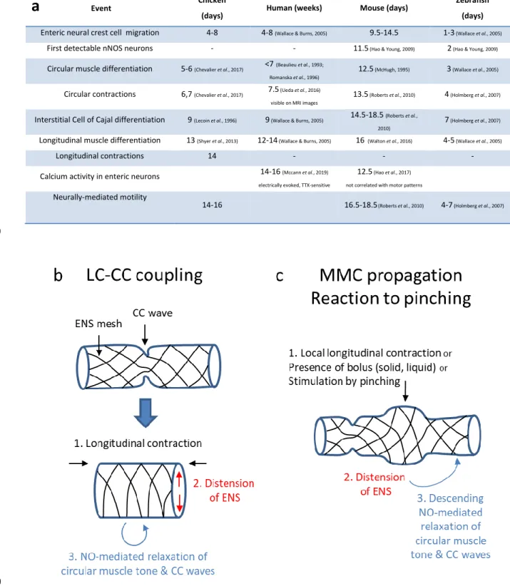 Figure 8. (a) Summary of important landmarks in the emergence of gut motility in the chicken, human, mouse and zebrafish