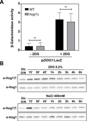 Figure S2. Hog1 signaling responds to 2DG but DOG1 expression is not regulated by Hog1