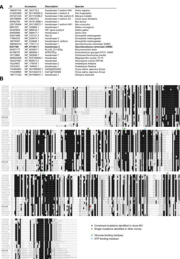 Figure S7. Multiple protein sequence alignment of Hxk2 orthologs and positions of the mutations  identified