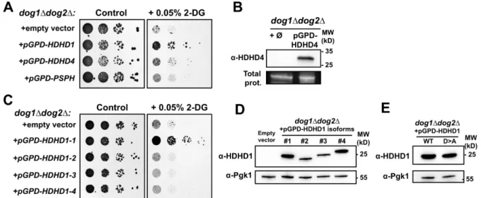 Figure S8. HDHD1 but not its close homologues HDHD4 or PSPH allow resistance to 2DG. 