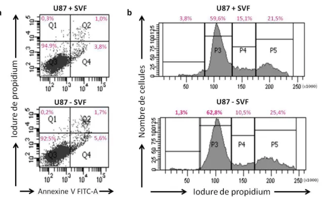 Figure 24 – Eﬀets d’une carence en SVF pendant 24h sur les cellules U87 en culture a. Test apoptose, Cellules U87 cultivées dans des conditions normales sans carence en SVF et Cellules U87 cultivées sans SVF pendant 24h ; Q1 : Annexin-PI+ ;