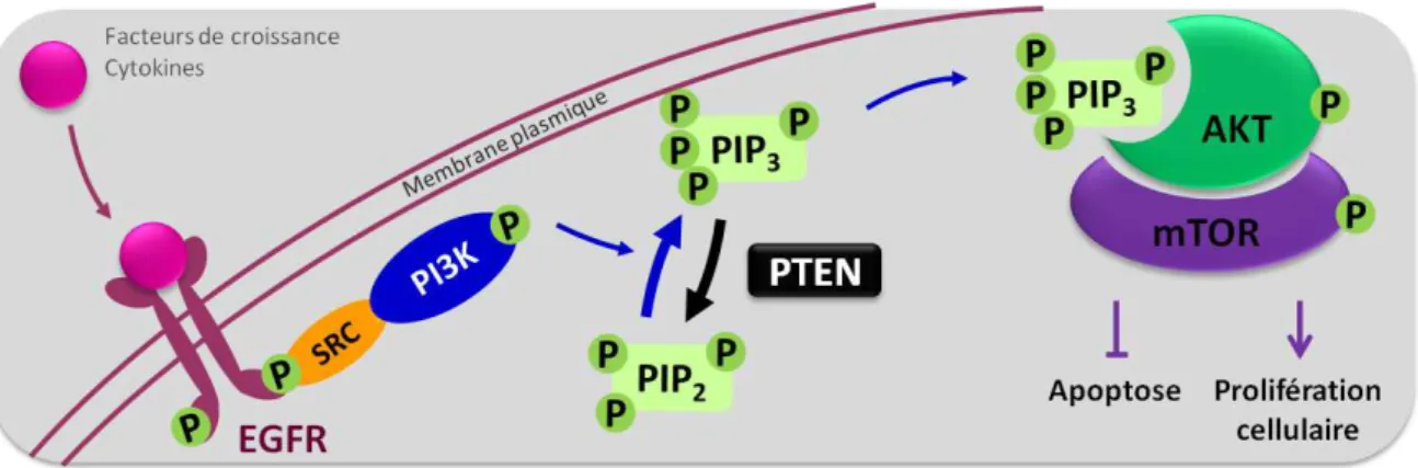 Figure 5 – Activation de la voie PI3/AKT par les récepteurs EGFR