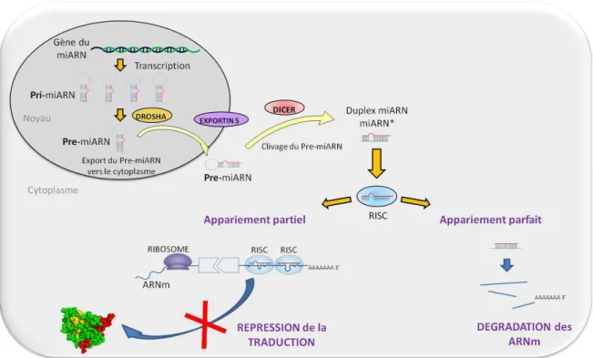 Figure 10 – Voie de biosynthèse des microARN et impact sur la traduction des ARNm.