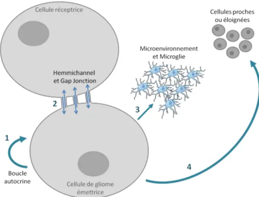 Figure 12 – Diﬀérents moyens de communication des gliomes.