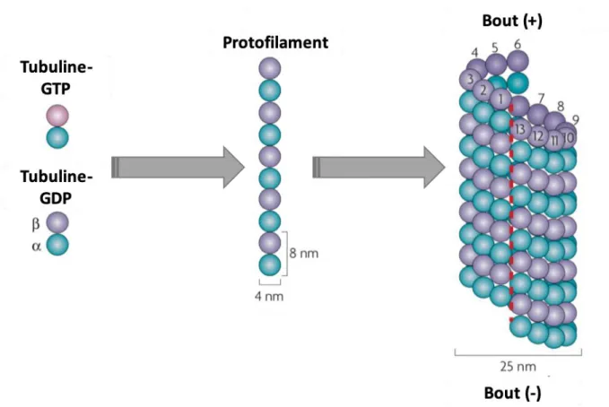 Figure 19 : Formation des microtubules. Schéma des dimères de tubulines  et  s’associant pour  former  un  protofilament