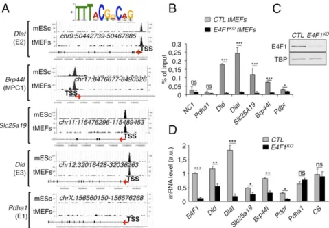 Fig. 1. E4F1 directly controls a transcriptional program involved in PDH activity in mammals