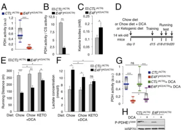 Fig. 4. E4f1 inactivation in skeletal muscles results in reduced PDH activity, chronic lactate acidosis and reduced muscular endurance