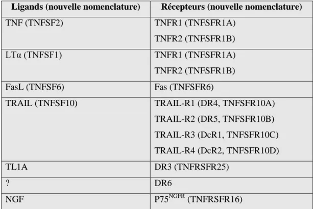 Tableau 2 :  Les  membres  de  la  superfamille  du  TNF  et  leurs  ligands :  ancienne  nomenclature  et  nouvelle  nomenclature  (à  partir  de  la  revue  de  Locksley et al., 2001).