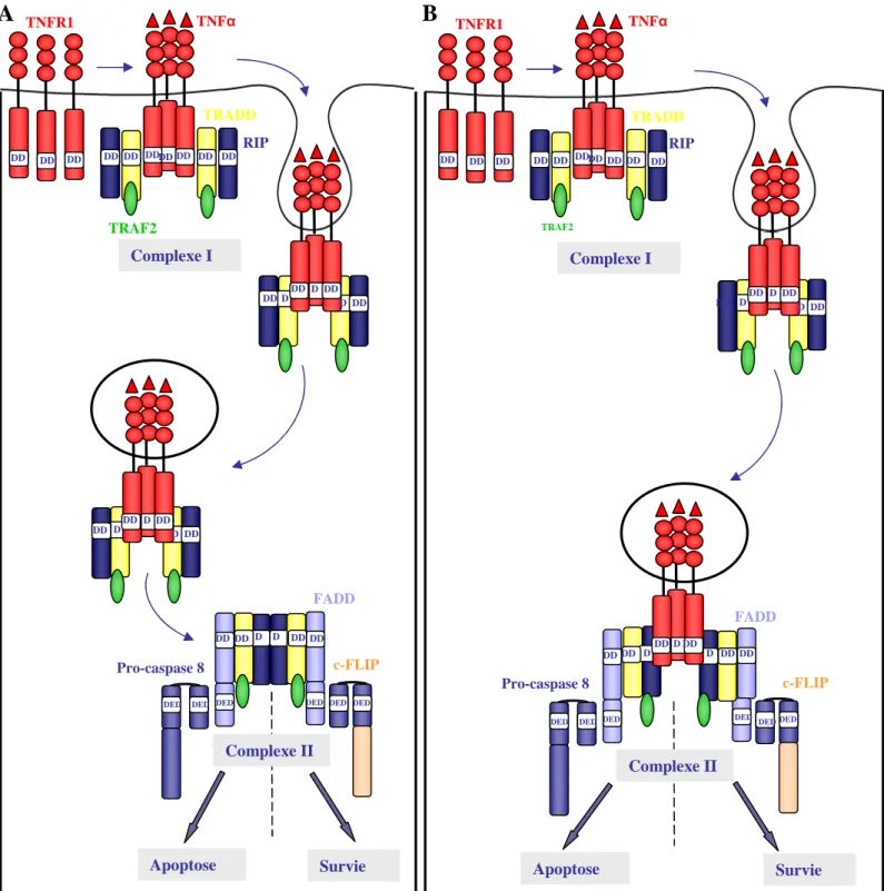 Figure 9 : La voie de mort du TNFR1.