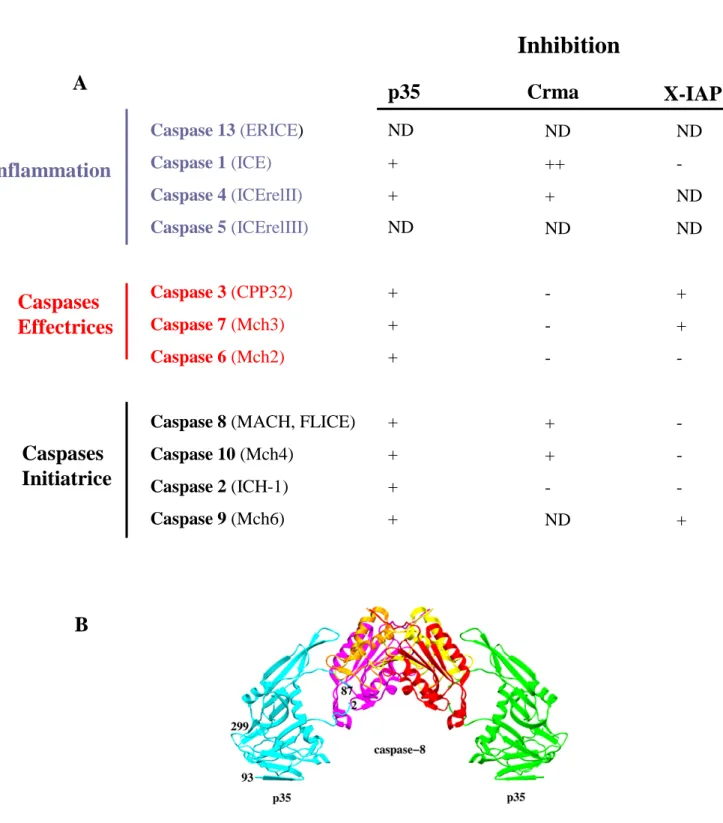 Figure 12 :  Effet spécifique des inhibiteurs p35, Crma et X-IAPs sur chacune des caspases.