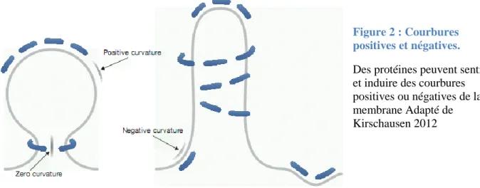 Figure 2 : Courbures  positives et négatives. 