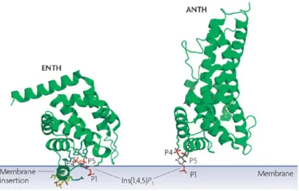 Figure  6 :  Les  domaines  ENTH  ou  ANTH  peuvent  lier  les  phosphoinositides  à  la  membrane  plasmique 