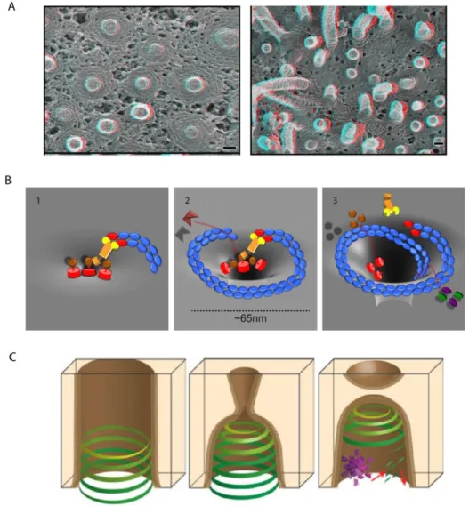 Figure 8 : Déformation membranaire par les complexes ESCRT. 