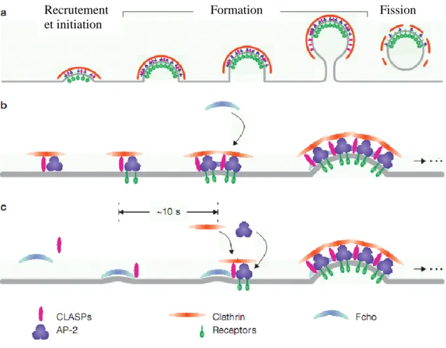 Figure 12 : Modèles de formation des vésicules  à clathrine 