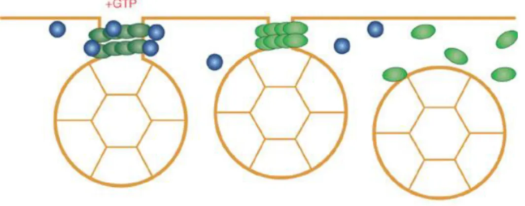 Figure 13: Fission de la vésicule de clathrine par la dynamine 