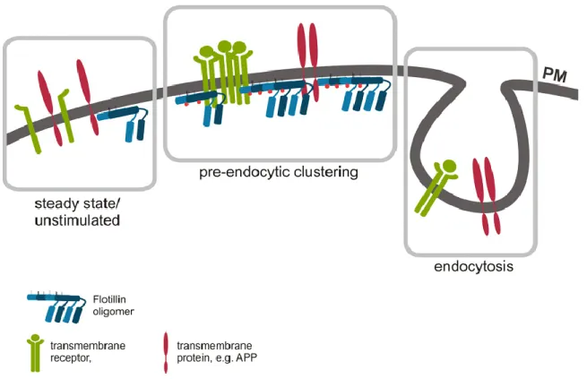 Figure 20 : Les oligomères de flotilline concentrent les cargos pour permettre leur endocytose  Les  oligomères  de  flotilline  regroupent  les  cargos  stimulés,  à  la  membrane  plasmique