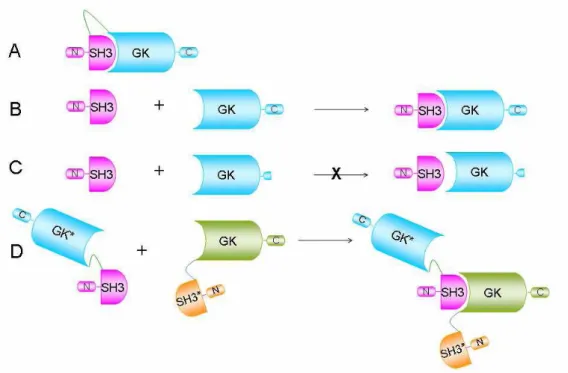 Figure 10. Les différentes formes de l’interaction entre les domaines SH3 et GK de Ca v β*.