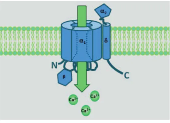 Figure 1.  Les CCVD sont composés de plusieurs sous-unités 