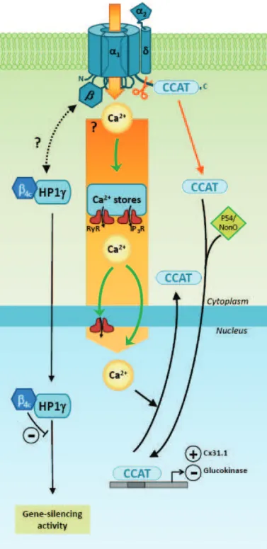 Figure 7.   Régulation de l’expression génique par la  sous-unité  E 4c  et le fragment CCAT 