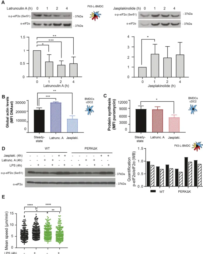 Figure 9. eIF2 α phosphorylation levels are regulated by G-actin availability.