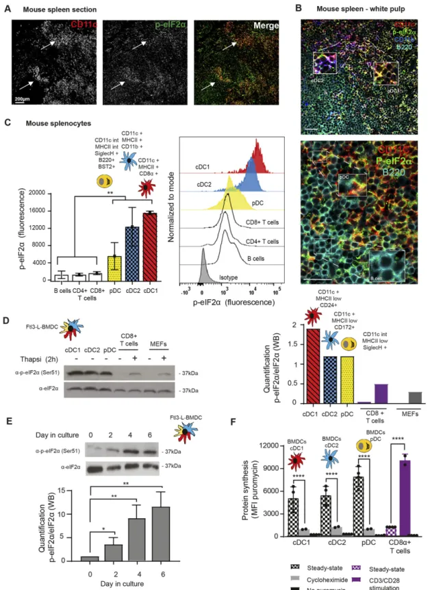 Figure 1. Steady-state Flt3-L BMDCs and splenic DCs display remarkably high levels of eIF2 α without inhibition of translation.