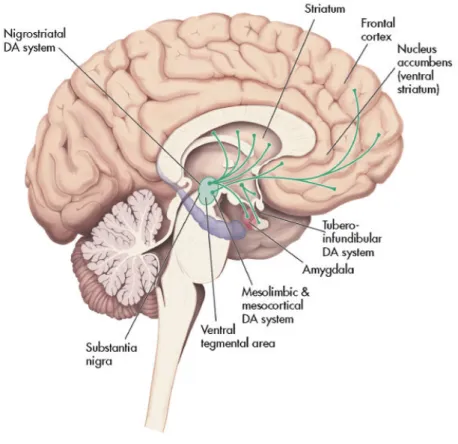 Figure 1.1: Major dopaminergic pathways in the human brain [Dunlop 2007, Schatzberg 2004]