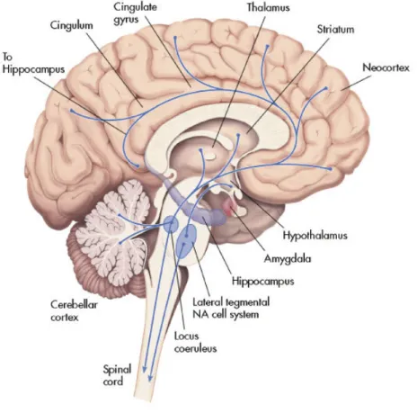 Figure 1.2: The noradrenergic pathways in the human brain [Moret 2011, Schatzberg 2004]