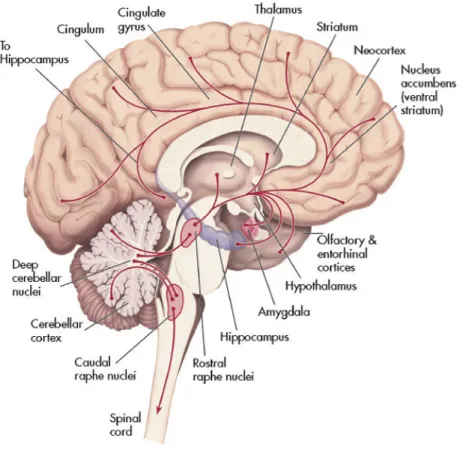 Figure 1.3: The serotonergic pathways in the human brain [Schatzberg 2004]