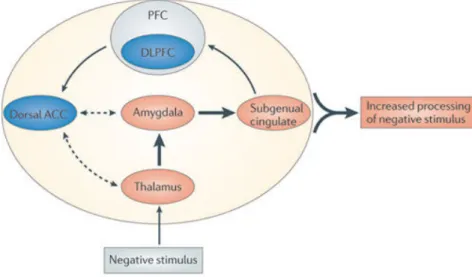 Figure 1.4: Hypothetical cognitive neurobiological model of biased processing of negative stimuli in depressed human beings