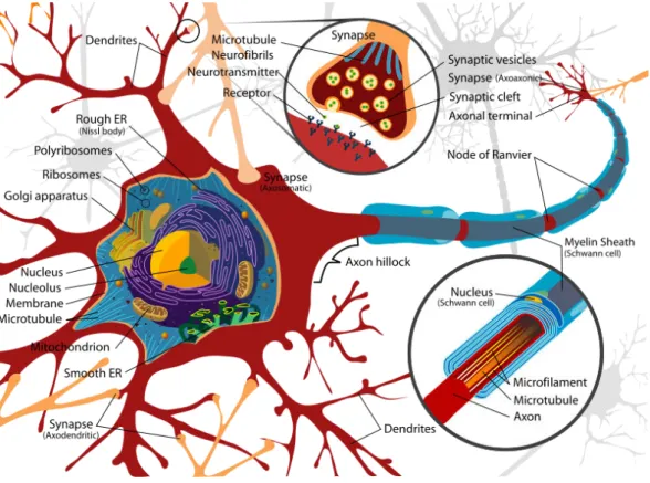 Figure 2.1: Diagram of a typical myelinated neuron [Wikipedia 2012].
