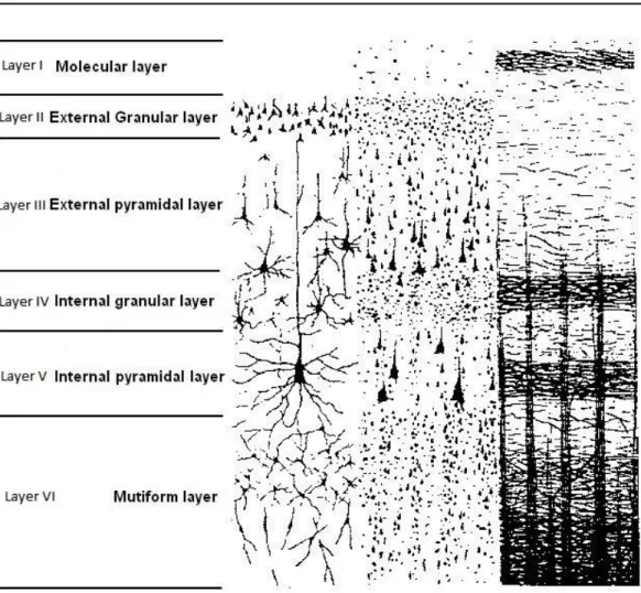 Figure 2.2: Organization of the neocortex in 6 layers [Pernet 2012].