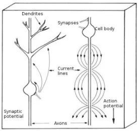 Figure 2.3: Micro current sources due to synaptic and action potentials [Nunez 2006].