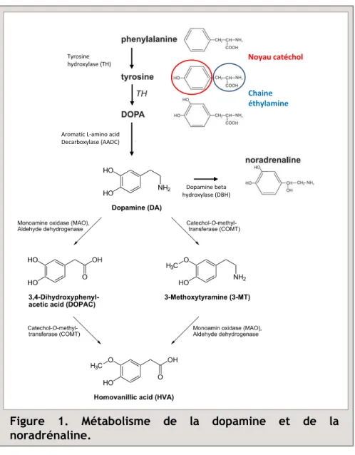 Figure  1.  Métabolisme  de  la  dopamine  et  de  la  noradrénaline.  