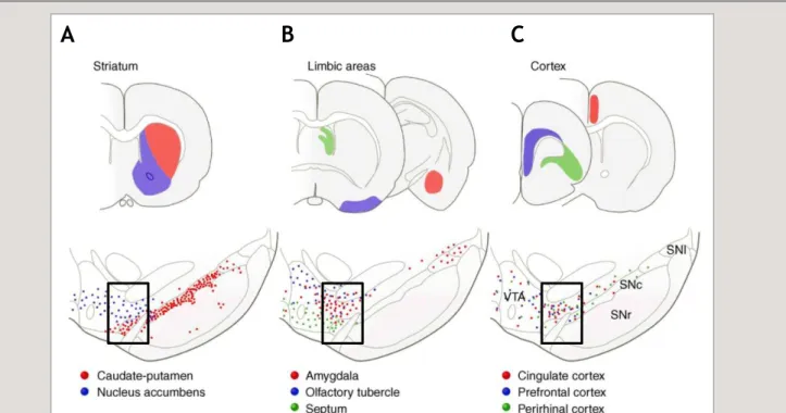 Figure  13.  Représentation  schématique  des  projections  dopaminergiques  de  l’aire  tegmentale  ventrale