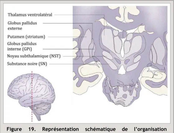 Figure  19.  Représentation  schématique  de  l’organisation  anatomique des ganglions de la base