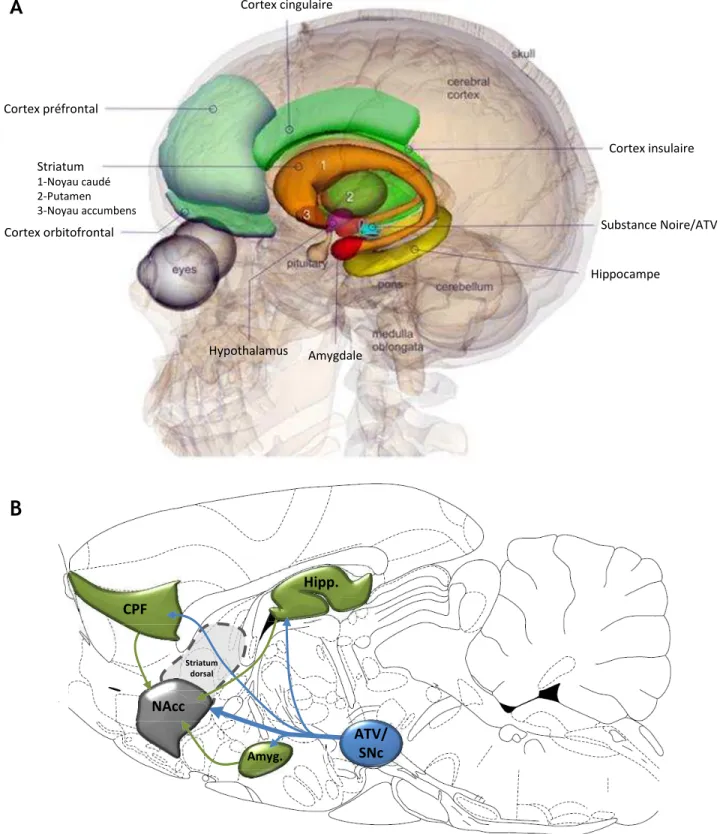 Figure  24.  Représentation  des  différentes  structures  du  système  limbique  chez  l’homme  (A) et chez le rat (B)