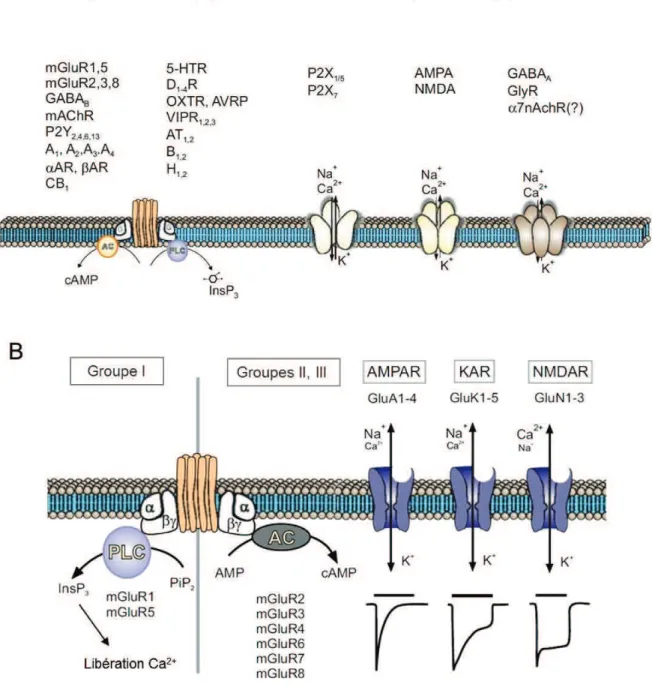 Figure 4 Récepteurs aux neurotransmetteurs astrocytaires. (A) Liste des récepteurs aux neurotransmetteurs  et neuromodulateurs astrocytaires