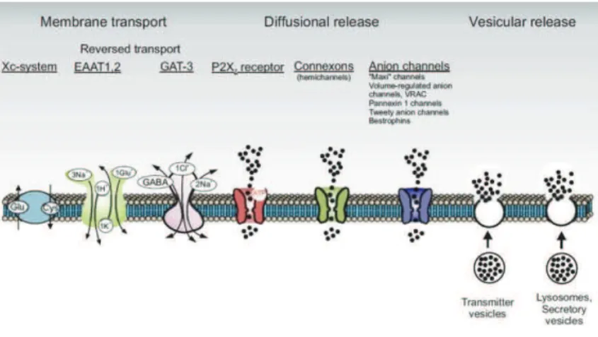 Figure  11  Mécanismes  impliqués  dans  la  gliotransmission. La  gliotransmission  peut  avoir  lieu  par  l’intermédiaire de transporteurs, récepteurs et hémicanaux