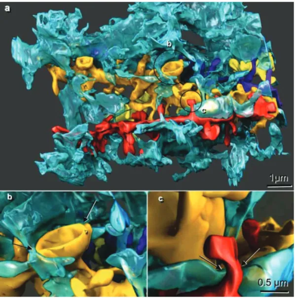 Figure 13 Reconstruction 3D de synapses enrobées par les astrocytes. (A) Reconstruction en 3 dimensions  de synapses d’hippocampe de rats adultes obtenue par coupes sériées en microscopie électronique
