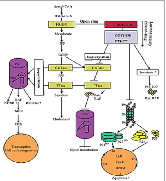 Figure 6 : Exemple d’un modèle d’inhibition du protéasome par anti-farnesylation (He,  Mangala et al